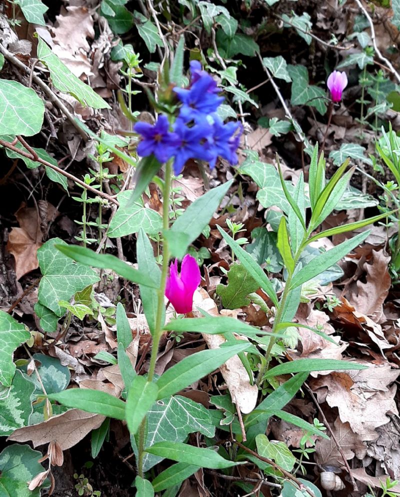 Boraginaceae: Aegonychon purpurocaeruleum (Buglossoides purpurocaerulea)